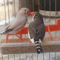 یک جفت فنچ