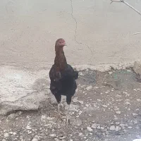 خروس لاری اوشامو