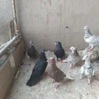 8تا کبوتر فروشی