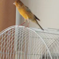 قناری نر|پرنده|اصفهان, گرکان|دیوار