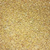 فروش دوتن گندم بش سالم