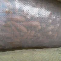 چندتن بلوط تازه به فروش میرسد