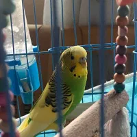 مرغ عشق سالم و تمیز با قفس و غذا