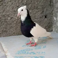 یک نر طوقی سیاه کاکلی عتیقه