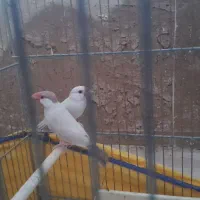 یک جفت فنج نرگسی نروماده نر ایزابل ماده شکلاتی|پرنده|قم, انسجام|دیوار