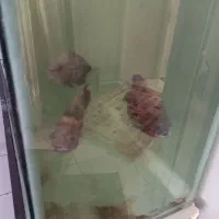 ماهی|ماهی|مشهد, توس (بلوار توس)|دیوار