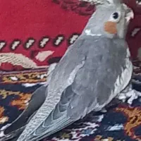 طوطی  عروس هلندی