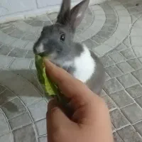 خرگوش