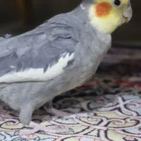 عروس هلندی نر سخنگو