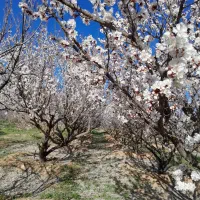 باغ-روبرو-دهقان-آباد-وهمان-10-دقیقه-تا-شهر