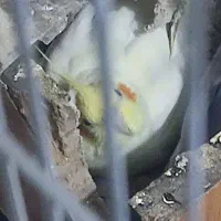 ی جفت عروس هلندی با تخم معاوضه با ویپ هم قیمتشون