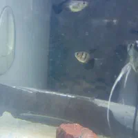 ماهی|ماهی|جهرم, |دیوار