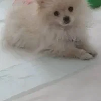 سگ پامر خرسی