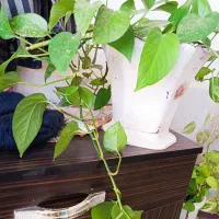 گل حسن یوسف گندمی|گل و گیاه طبیعی|گناباد, |دیوار