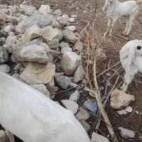 بز در حیوانات مزرعه|حیوانات مزرعه|بهبهان, |دیوار