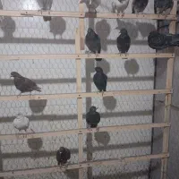 کبوتر|پرنده|گلپایگان, |دیوار