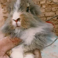 بچه خرگوش|موش و خرگوش|یزد, |دیوار