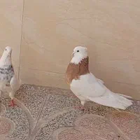 کبوتر طوقی