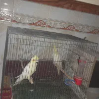عروس هلندی