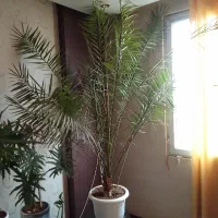 نخل مرداب