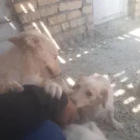 سگ پاپی|سگ|فسا, |دیوار