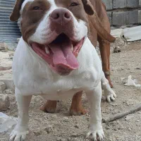 سگ ماده پیت بول پیتبول بولی کلاسیک