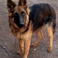 واگذاری سگ ژرمن|سگ|بم, |دیوار