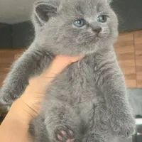 مجموعه گربه های خونگی میوهاپ(پرشین بریتیش اسکاتیش)|گربه|تهران, پونک|دیوار