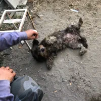 واگذاری سگ شیتزو تیرییر ماده|سگ|سرخرود, |دیوار