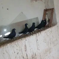 ۲ جفت زیل دمسفید نر و ماده و ۱ مغلف