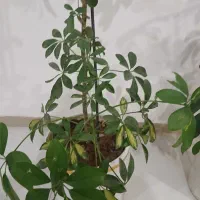 گل طبیعی پنجه گربه ای