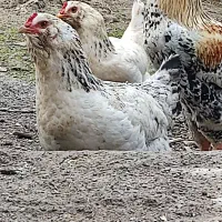 مرغ|حیوانات مزرعه|بندر ترکمن, |دیوار