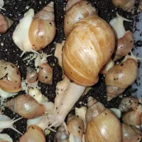 فروش حلزون آلبینو(حلزون غول پیکر آفریقایی)