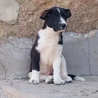 تیل نر و ماده قدرجونی