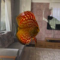 دیسکس|ماهی|کرمان, |دیوار