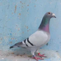 نر پلاکی عراق مقام دار