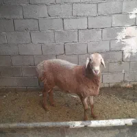 بره قوچ چینی