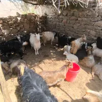 18 عدد بز و 8 عدد بیگ به فروش میرسد
