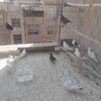 ۱۵تاجوجه|پرنده|تهران, زرکش|دیوار