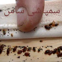 سمپاشی منازل سوسک ساس و.. صد درصد تضمینی|خدمات نظافت|تهران, صادقیه|دیوار