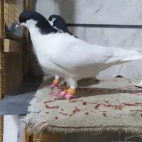 سیاهپوش نر و ماده|پرنده|قزوین, |دیوار
