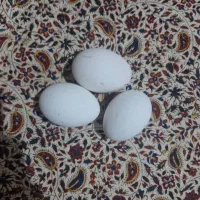 فروش تخم غاز