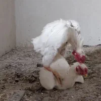 مرغ خروس کوشامو