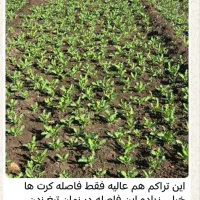 بذر محصول امسال