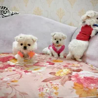 سگمینیاتوری نروماده۳ماهه تیکاپجیبی نیموجبپشمالو|سگ|تهران, نازیآباد|دیوار