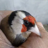 سهره نر|پرنده|کرج, عظیمیه|دیوار