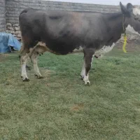 گاوبورسیمنتال‌ابستن‌سنگین