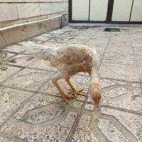 لاری|حیوانات مزرعه|ری, دیلمان|دیوار