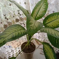 گل ذرتی و دیفن|گل و گیاه طبیعی|شیراز, وزیرآباد|دیوار