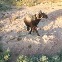دارخوین